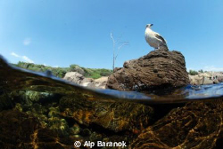 Sea gull... by Alp Baranok 